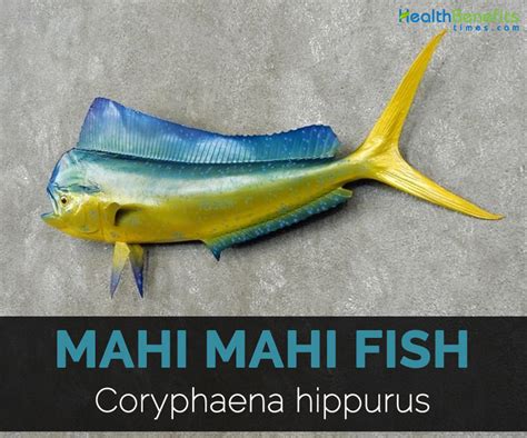 mahi mahi fish|Mahi Mahi Fish facts and nutrition .